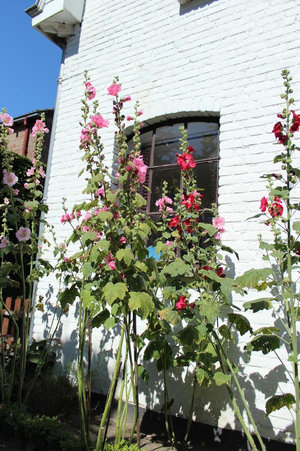 Het Aambeeld Bed & Breakfast Wanroij Exterior photo